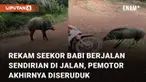 Nasib apes dialami oleh seorang pemotor saat berniat merekam babi berjalan sendirian di jalan