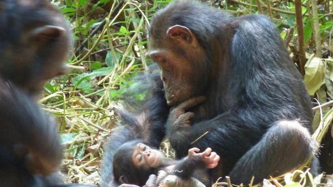 Bayi simpanse berikutnya dari induk bernama Devota. Bayi simpanse itu lahir pada 2106. (Sumber Kyoto University/Michio Nakamura via Live Science)