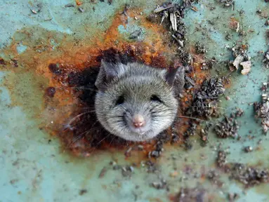 Seekor tikus saat terjebak di sebuah lubang bagian bawah tong sampah di Brooklyn, New York, Amerika Serikat, (18/10). Tikus tersebut terlihat kesusahan melepaskan diri dari lubang tong sampah. (REUTERS/Lucas Jackson)