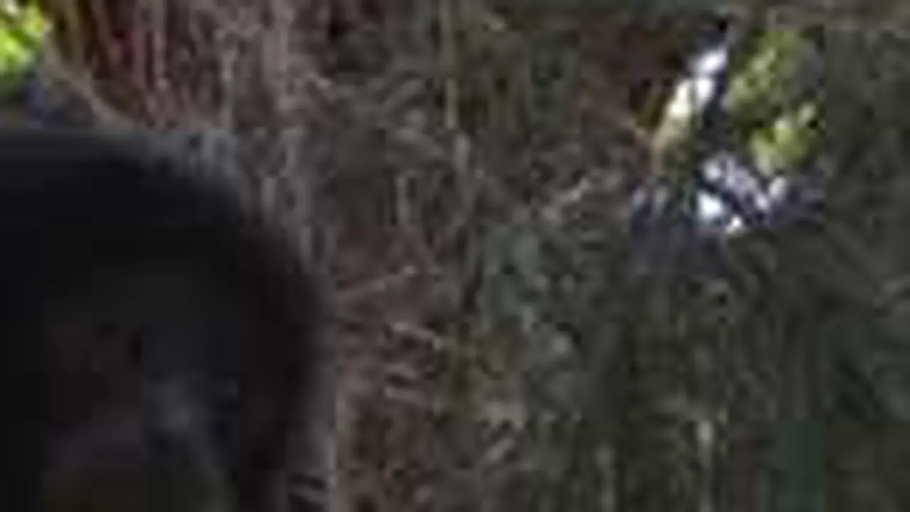 Sensasi Bersantai Bersama Siamang di Aceh Jaya