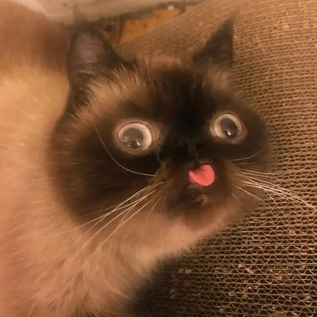 kucing viral bernama Ikiru