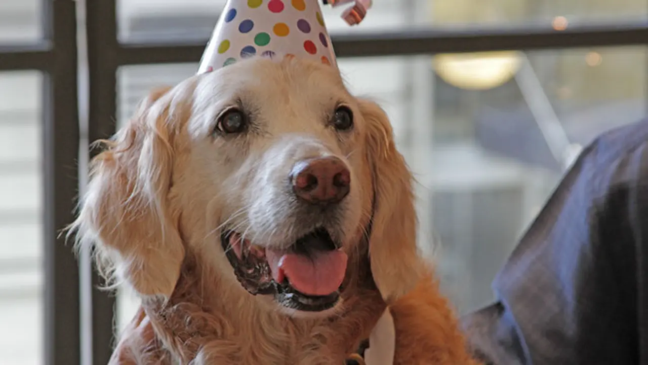 Anjing Penyelamat Bencana 9/11 Dapat Hadiah 'Sweet Sixteen'