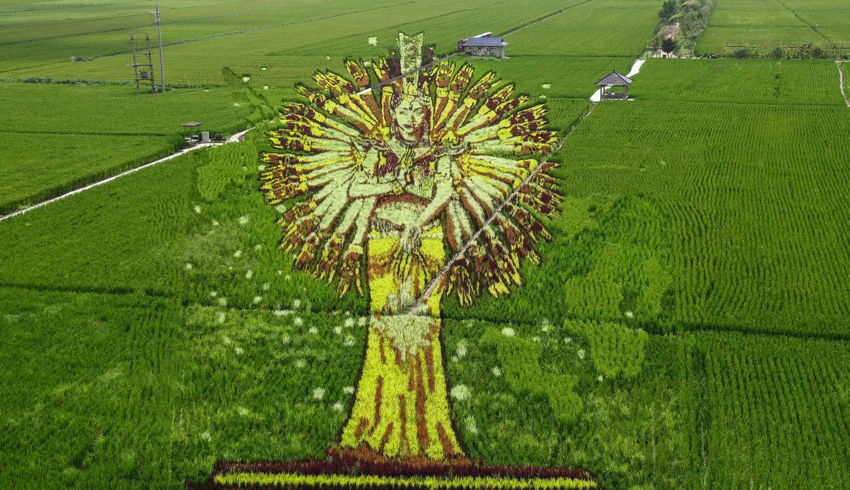 Pemandangan gambar dewa yang dibuat dari berbagai varietas padi di sawah di Shenyang, Provinsi Liaoning, China, 17 Agustus 2021. (STR/AFP)