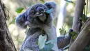 Seekor koala duduk di pohon di taman koala di Sydney, Australia pada Jumat, 5 Mei 2023. (AP Photo/Mark Baker)