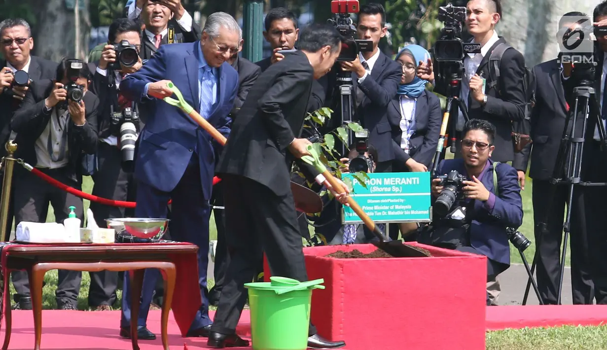 Presiden Joko Widodo (Jokowi) menemani Perdana Menteri Malaysia, Mahathir Mohamad menanam pohon perdamaian di halaman Istana Bogor, Jawa Barat, Jumat (29/6). Penanaman pohon Meranti itu dalam rangkaian penyambutan PM Mahathir. (Liputan6.com/Angga Yuniar)
