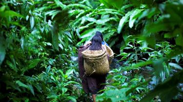 Ilustrasi hutan lebat