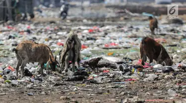 Kawanan kambing memakan sampah rumah tangga di permukiman kumuh Muara Baru, Penjaringan, Jakarta, Selasa (3/9/2019). Sulitnya mencari rumput di Ibu Kota menyebabkan peternak membiarkan kambing-kambing mereka memakan sampah rumah tangga. (Liputan6.com/Faizal Fanani)