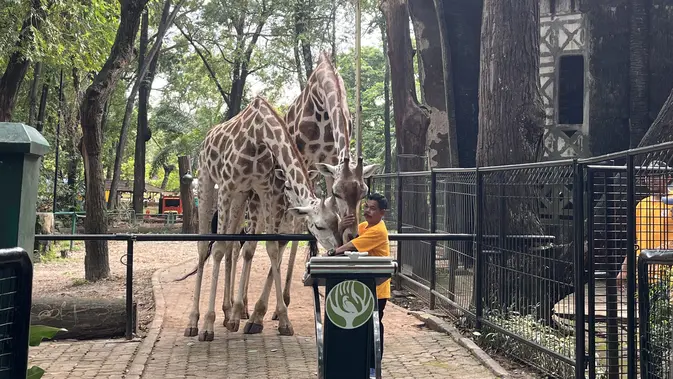 Bayi Jerapah Ragunan Diberi Nama Unik oleh Pj Gubernur Teguh