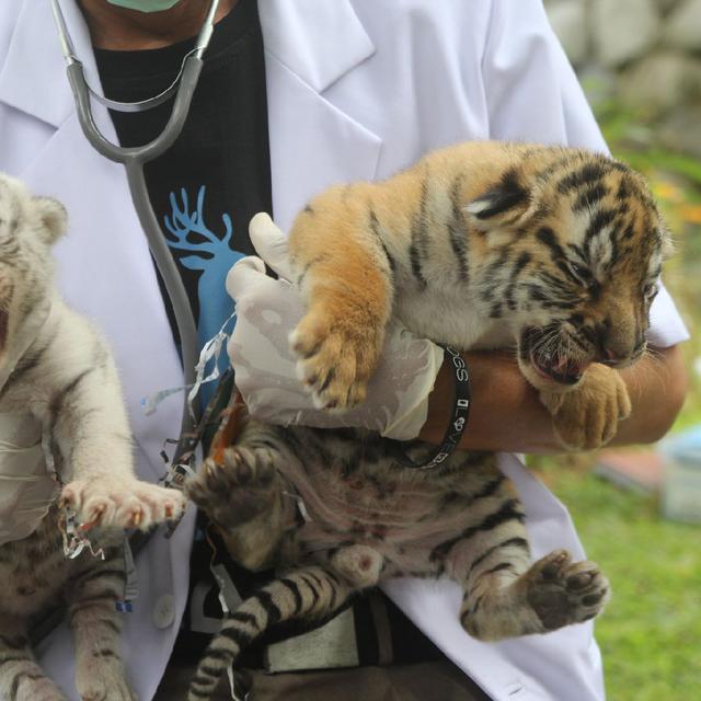 Unduh 6700 Gambar Harimau Bali  Gratis