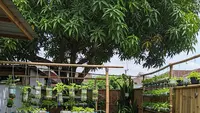 6 Inspirasi Urban Farming dengan Kombinasi Galon Ikan dan Sayuran Gantung, Bikin Panen Ganda