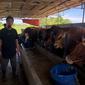 Salah satu usaha penggemukan sapi yang ada di Balikpapan terkena imbas dari menyebarnya virus PMK. (Liputan6.com/Apriyanto)