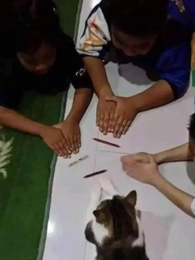 7 Potret Kucing Lagi Asik Bermain, Tingkahnya yang Bak Bocah Ini Bikin Gemas