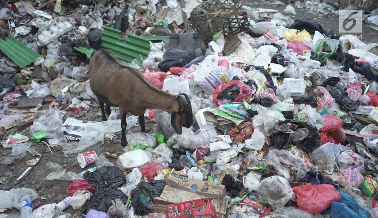 Seekor kambing mencari makanan di tempat pembuangan sampah di kawasan Sunter, Jakarta, Rabu (8/5). Sulitnya mencari rumput di Ibukota menyebabkan para peternak terpaksa membiarkan hewan-hewan tersebut mengais makanan tidak pada tempatnya. (Liputan6.com/Immanuel Antonius)