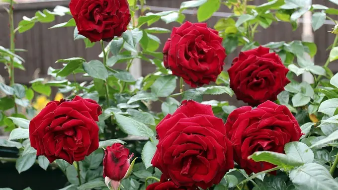 Romantis Abis! Atasi Rambut Rontok Bisa dengan Bunga Mawar