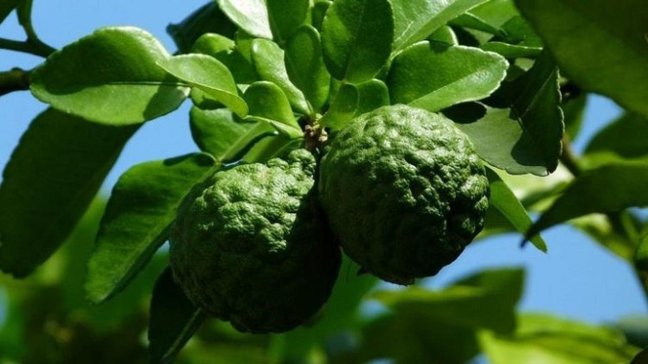 Manfaat Daun Jeruk Purut