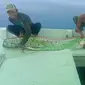Nelayan mendapatkan ikan Oarfish di perairan Kepulauan Selayar, Sulawesi Selatan. (Liputan6.com/ Istimewa)