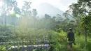 Seorang warga melintas dengan latar belakang Gunung Merapi terlihat dari pos pengamatan Babadan Muntilan, Jumat ( 25/5). Masyarakat tetap tidak diperbolehkan melakukan aktivitas apapun pada radius tiga kilometer dari puncak. (Liputan6.com/Gholib)