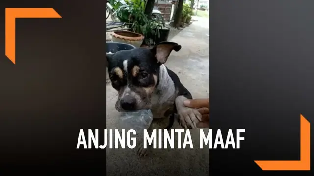 VIDEO: Kocak, Anjing Ini Minta Maaf Setelah Mandi Lumpur