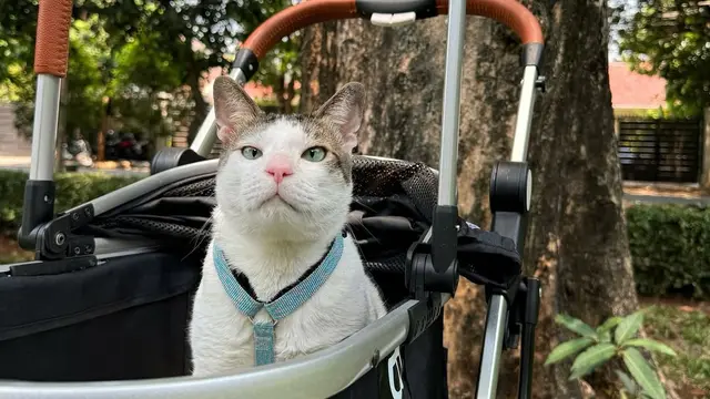 Bobby Kertanegara di kereta bayi/Instagram Bobby Kertanegara