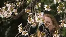 Seorang pengunjung mengambil gambar dari bunga sakura yang mulai mekar menggunakan kamera ponsel di Tidal Basin, Washington DC, Selasa (22/3). (Jim Watson/AFP)