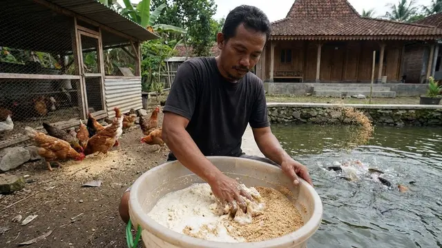 Pakan Ternak yang Bisa untuk Ayam Sekaligus Ikan