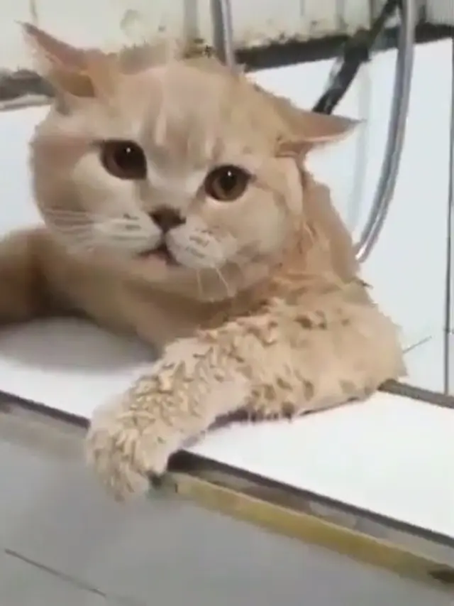 kucing takut dimandikan