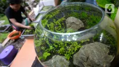Perajin, Argi Gumilar (27) menyelesaikan pesanan aquascape mini air tawar di Cipayung, Ciputat, Tangerang Selatan, Kamis (5/11/2020). Di masa pandemi, Argi Gumilar menggeluti pembuatan aquarium mini sudah empat bulan ini yang dijual dengan harga Rp 250 hingga Rp 600 ribu. (merdeka.com/Dwi Narwoko)