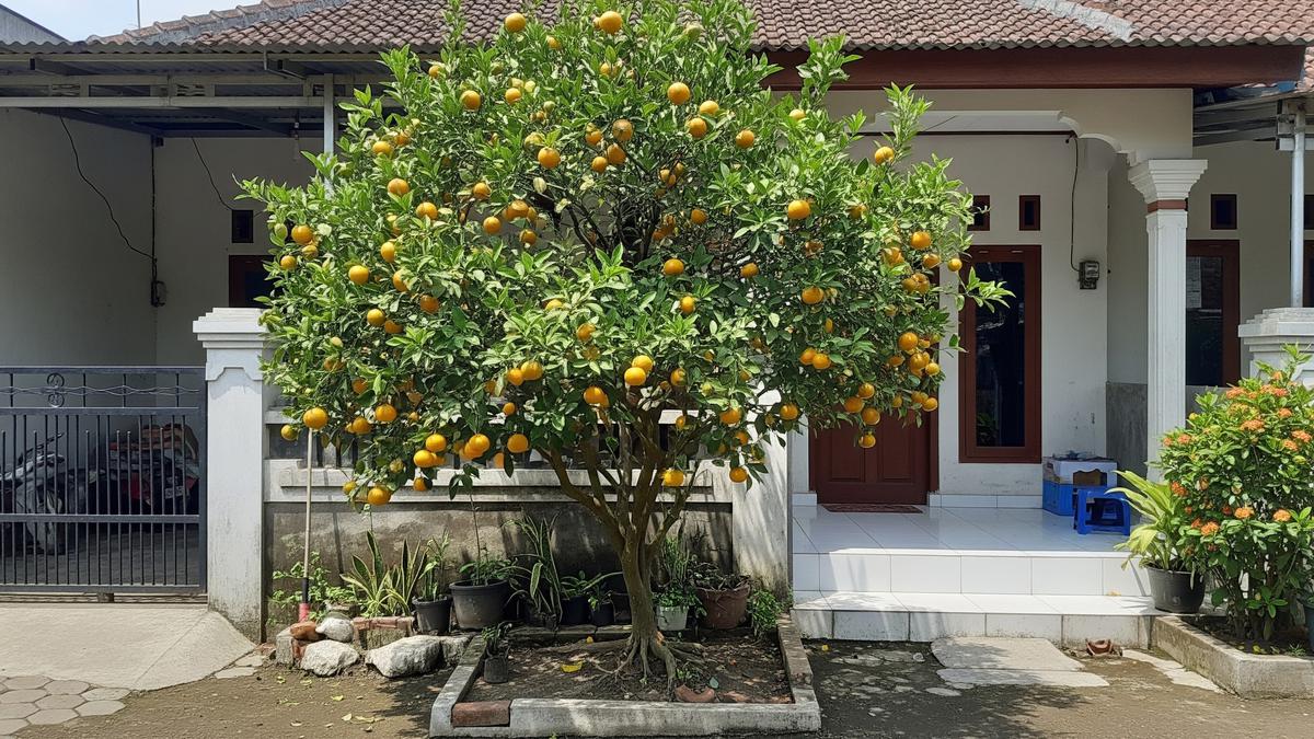11 Pohon Buah yang Bisa Dipanen Puluhan Tahun Tanpa Ditebang, Investasi Hijau yang Menguntungkan
