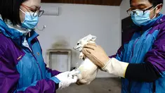 Seekor rubah Fennec menerima vaksin di Kebun Binatang Shanghai di Shanghai, China timur, pada 8 Desember 2020. Kebun Binatang Shanghai memberikan vaksinasi tahunan kepada semua hewan karnivoranya untuk memastikan kesehatan mereka. (Xinhua/Zhang Jiansong)