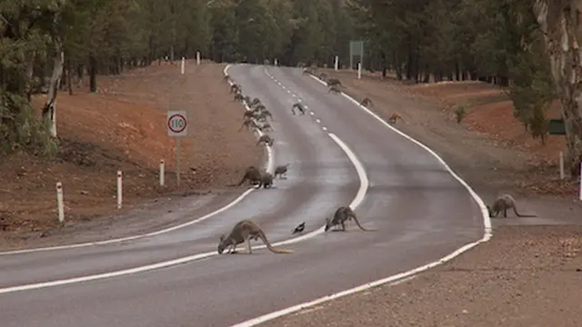 Kangguru di jalan
