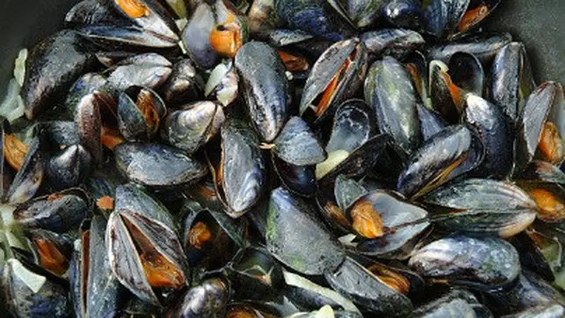 ilustrasi kerang.