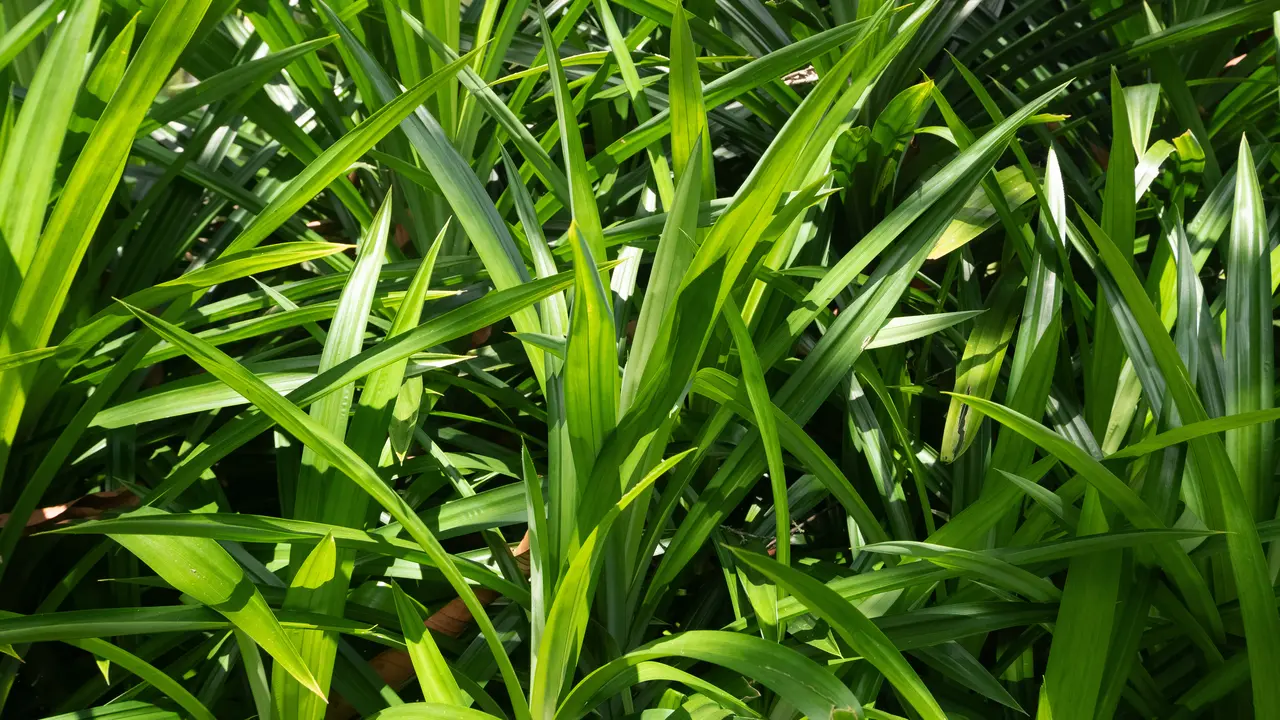 Daun Pandan