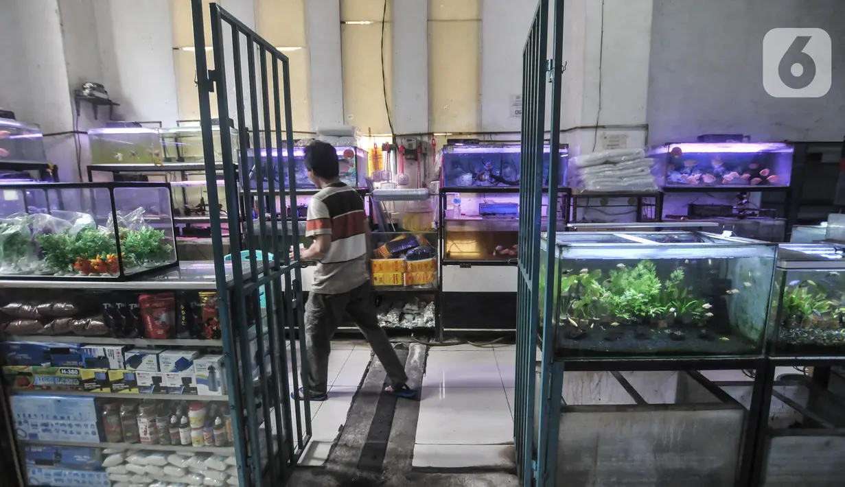 Pengunjung saat melihat koleksi ikan hias di salah satu kios Pasar Ikan Hias Johar Baru, Jakarta Pusat, Senin (30/5/2022). Kementerian Kelautan dan Perikanan (KKP) mencatat ekspor ikan hias Indonesia mengalami peningkatan signifikan pada periode tahun 2017–2021. (merdeka.com/Iqbal S. Nugroho)
