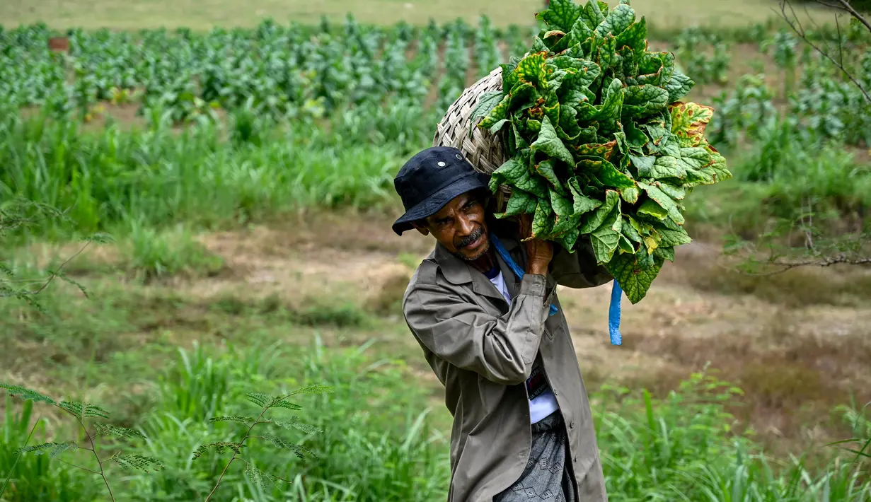 Peraturan Pemerintah Nomor 28 Tahun 2024 (PP 28/2024) berpotensi memberikan tekanan terhadap berbagai sektor, termasuk industri hasil tembakau (IHT). (CHAIDEER MAHYUDDIN/AFP)