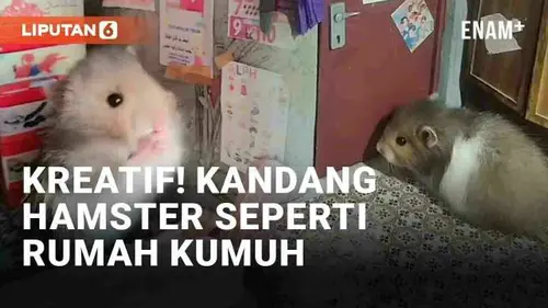 VIDEO: Kreatif Banget! Kandang Hamster Dibuat Seperti Rumah Perkampungan Kumuh