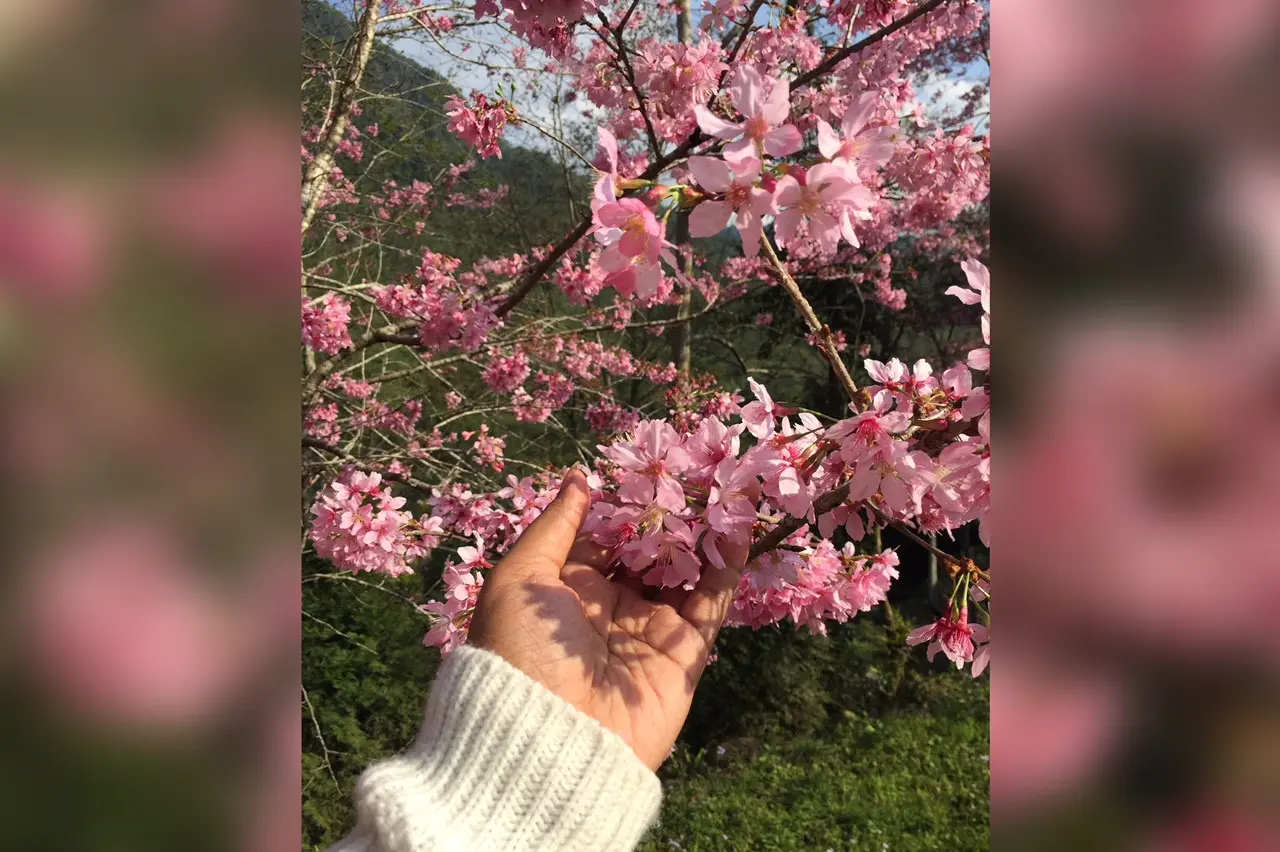 Pada Musim Semi, ada banyak Bunga Sakura bermekaran di Alishan, Taiwan (Liputan6.com/Teddy Tri Setio Berty)