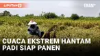 Diterjang Cuaca Ekstrem, Hektaran Padi Siap Panen di Lamongan Roboh dan Tergenang Air
