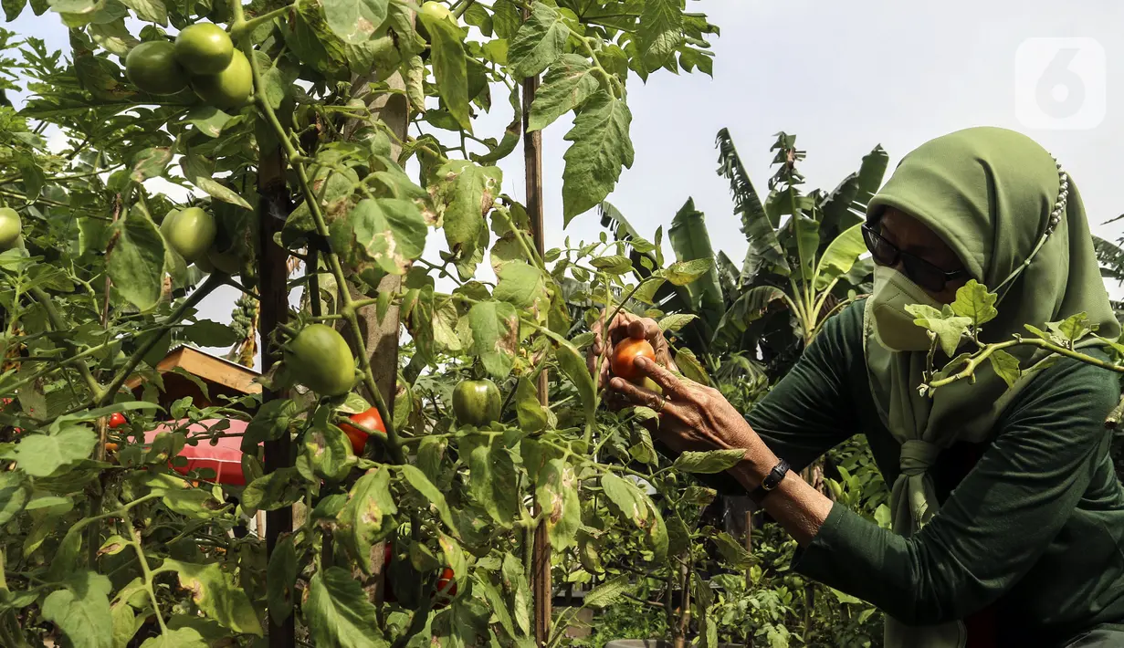 Warga memanen hasil pertanian di Susia Garden, Kalibata, Jakarta, Sabtu (12/2/2022). Di tempat ini warga bisa memanen langsung dan membeli hasil pertanian dari kebun tersebut. (Liputan6.com/Johan Tallo)