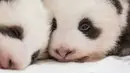 Dua anak panda kembar berusia dua bulan terlihat kebun binatang Zoologischer Garten di Berlin (1/11/2019). Dua anak panda kembar yang lahir pada tanggal 31 Agustus 2019 merupakan anak dari panda betina Meng Meng. (Stringer/Zoo Berlin/AFP)