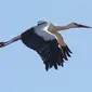 Burung White Storks yang dipasangi GPS di punggungnya (Foto: University of East Anglia).