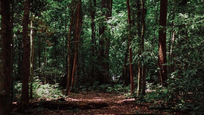 Ilustrasi hutan Indonesia (Dok.Unsplash/ Imat Bagja Gumilar)