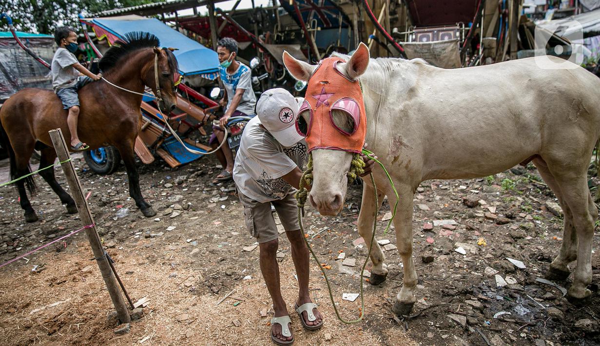 Sejumlah kuda delman saat akan diperiksa oleh dokter hewan KPKP di Jakarta, Kamis (4/2/2021). Kegiatan dilakukan untuk memberi bantuan pakan dan pemeriksaan kesehatan serta pengambilan sampel. (Liputan6.com/Faizal Fanani)