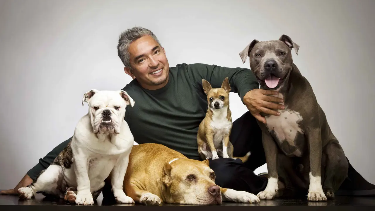 Inspirasi dari 'The Dog Whisperer' untuk Pola Asuh Anak