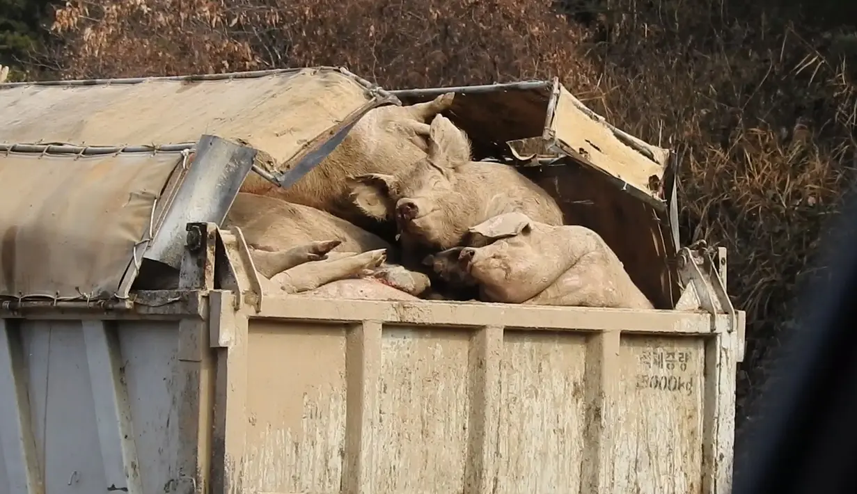 Gambar yang diambil pada 11 November 2019, bangkai babi yang menumpuk di sebuah truk di daerah Yeoncheon dekat perbatasan Korea Selatan-Korea Utara. Pihak berwenang Korsel telah memusnahkan 47.000 babi untuk menghentikan penyebaran demam babi Afrika (ASF). (Yeoncheon Imjin River Civic Network/AFP)