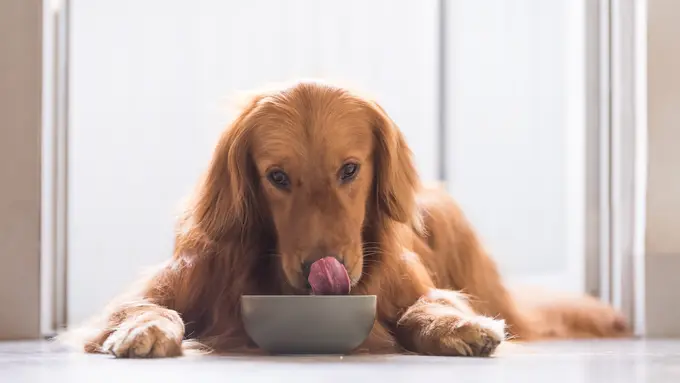 Pilih Makanan Terbaik PawMeals Dog Catering Buat Anabul Kesayangan