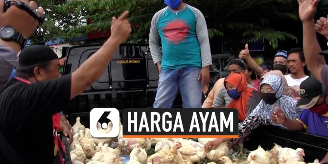 VIDEO: Harga Anjlok Peternak Bagikan Ayam Gratis
