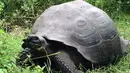 Kura-kura berukuran raksasa ditemukan di Pulau Santa Cruz, Kepulauan Galapagos, 21 Oktober 2015. Kura-kura yang bisa hidup lebih dari 100 tahun itu diketahui memiliki tempurung yang lebih padat ketimbang spesies lainnya. (REUTERS/Galapagos National Park)