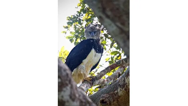 Elang Harpy, Burung Elang Terbesar dan Terkuat di Dunia yang Melegenda