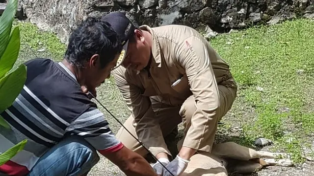 Anjing Gila Serang Orang di Kolaka Utara