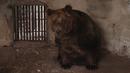 Mark, beruang cokelat yang sedang melihat keluar kandangnya sebelum dipindahkan, di Tirana, Albania, Rabu (7/12/2022). Beruang berusia 24 tahun ini dipelihara dalam sebuah kandang di sebuah restoran di ibu kota Tirana. (AP Photo/Franc Zhurda)